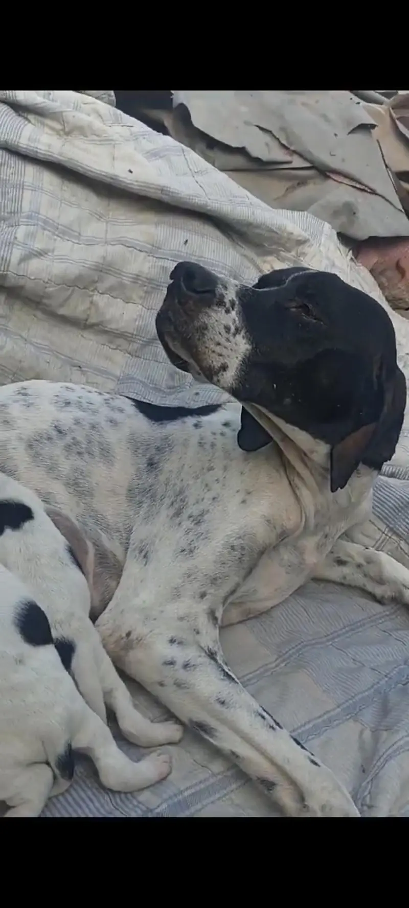 pure pointer puppies available