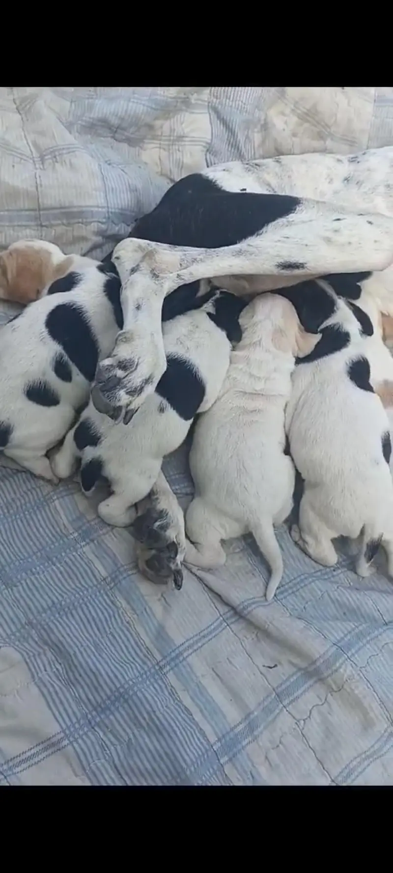 pure pointer puppies available — photo 2