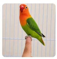 green opline breeder female