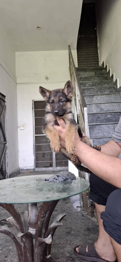 double cort male puppy for sale