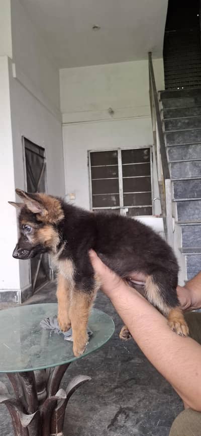double cort male puppy for sale