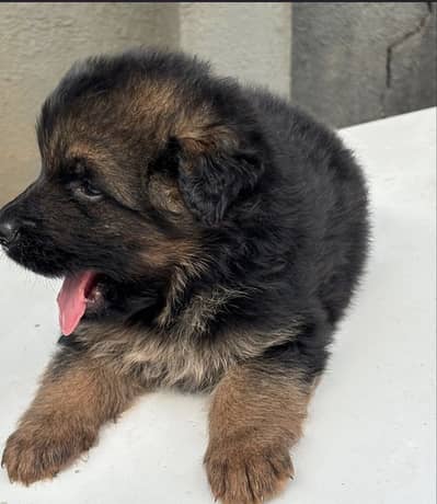 German shepherd long coat !