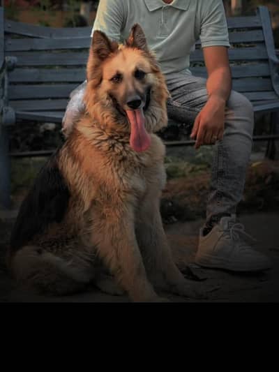 German shepherd female