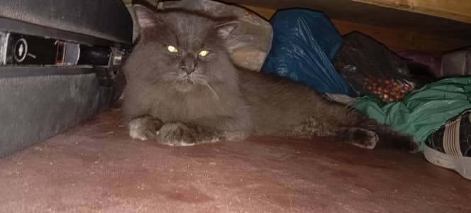 Male Russian Blue x Ragdoll Cat