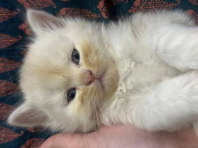 Kitten 2month vaccinated