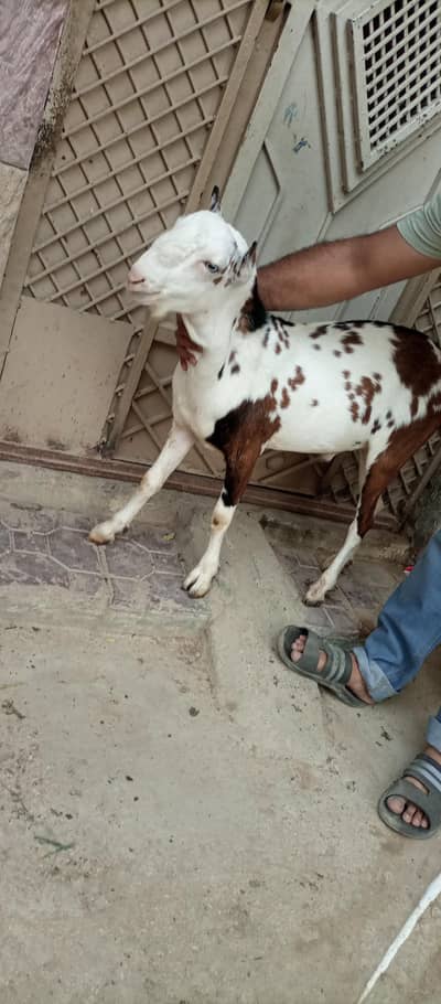 Top Quality Abluk Tedda Breeder 2 Dant