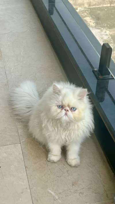 exotic peke Persian kitten n cats