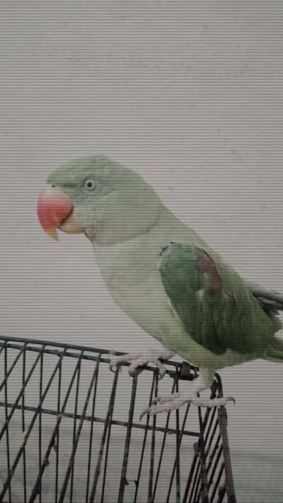 raw baby parrot