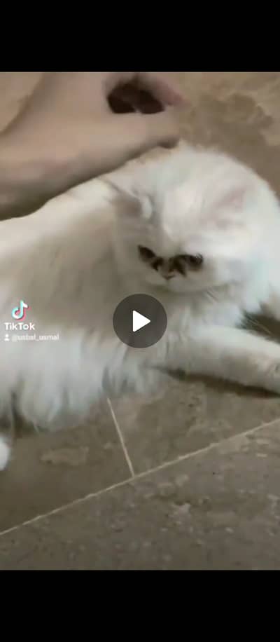 American semi punch face breeder female cat