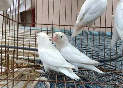 Albino black eyes pair for sale