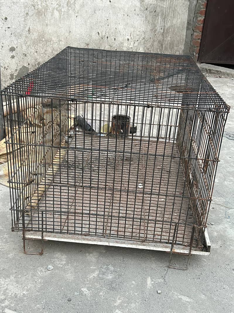 animals cage 1