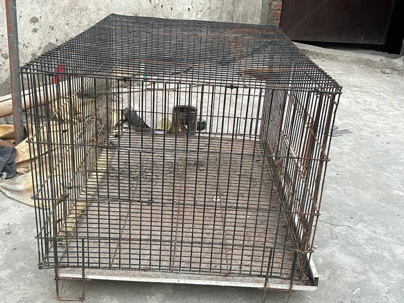 animals cage 2