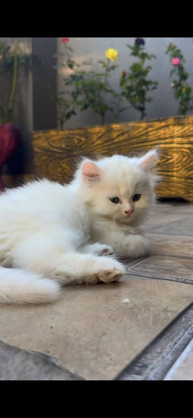 Kitten 1