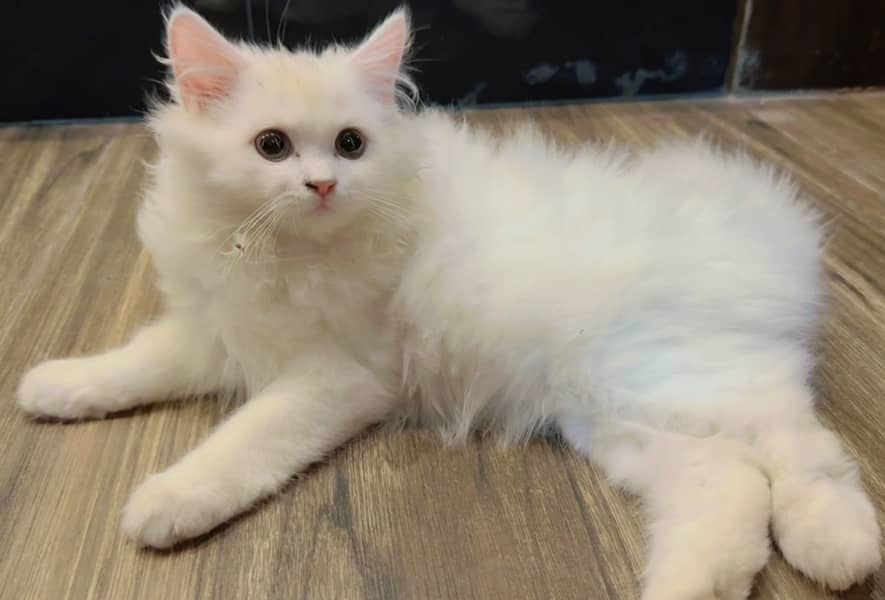 Kitten 2