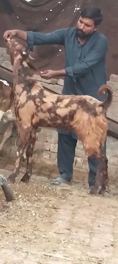 Sheera print khhera Bakra sale