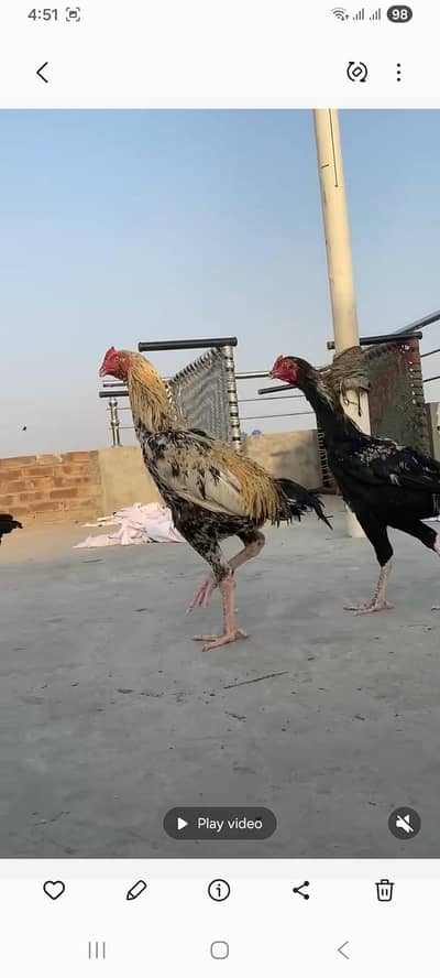 aseel mianwali