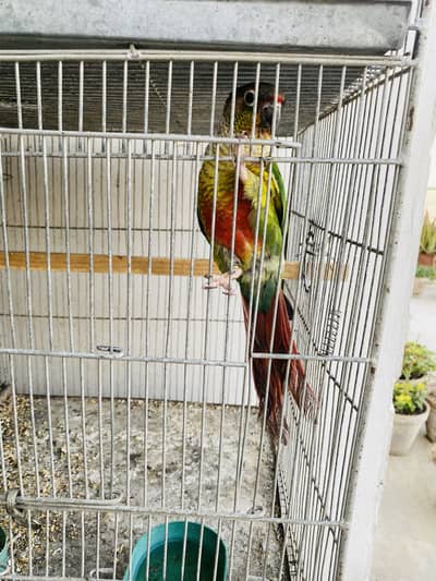 Pineapple Conure Male