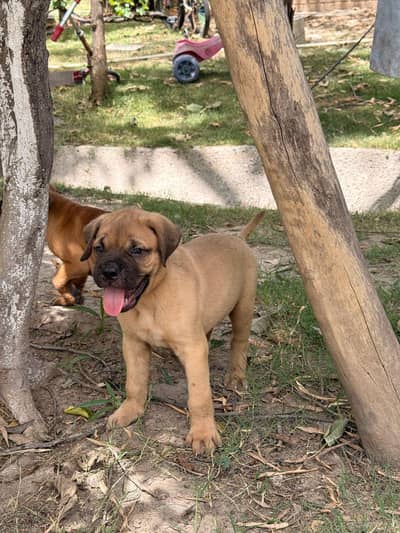 bullmastiff female puppies