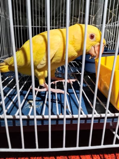 Yellow Ringneck Parrot | Hand Tame | Healthy | Active Bird | cage