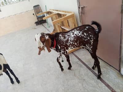 bakra