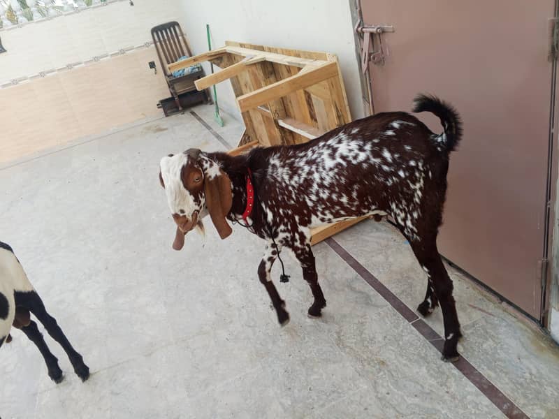 bakra 0