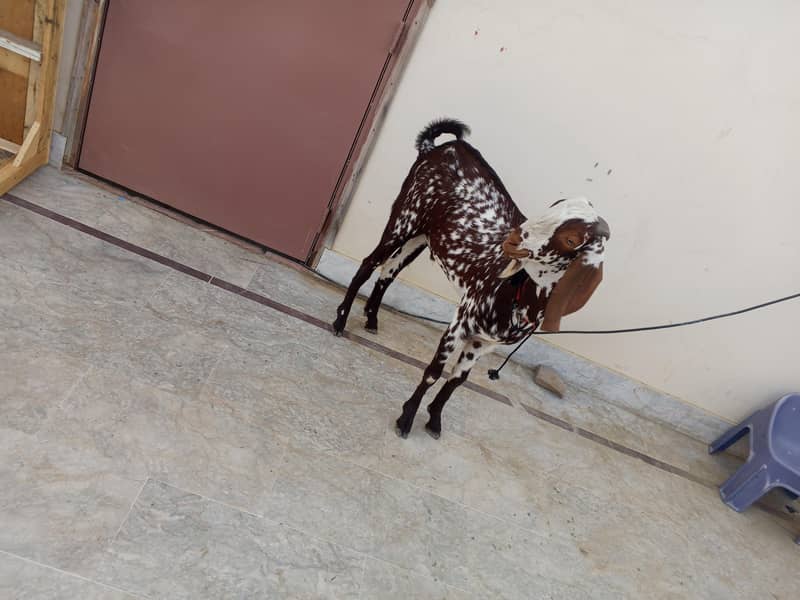 bakra 1