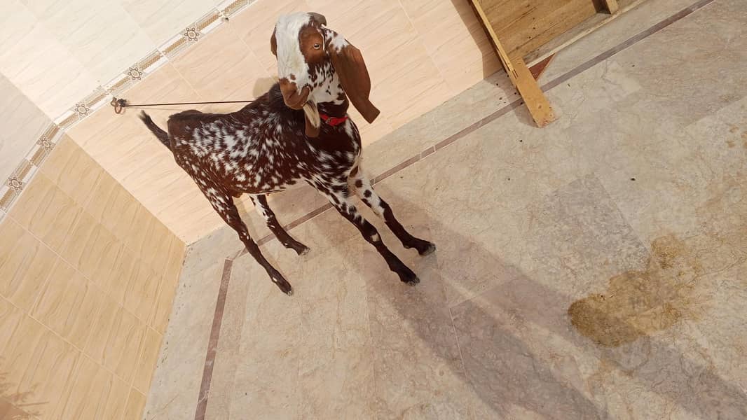 bakra 2