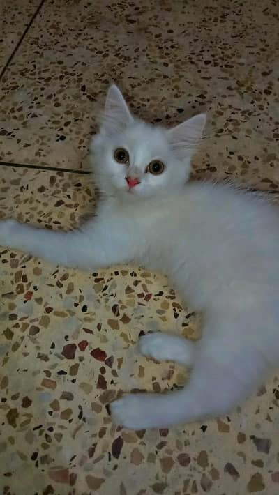 white