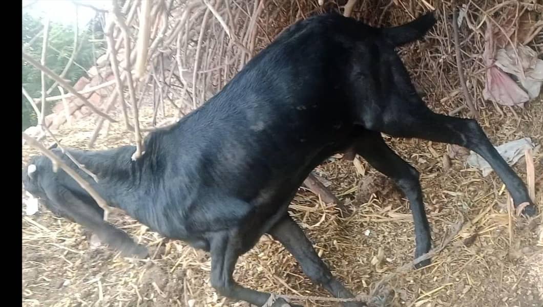 bledar bakra 0