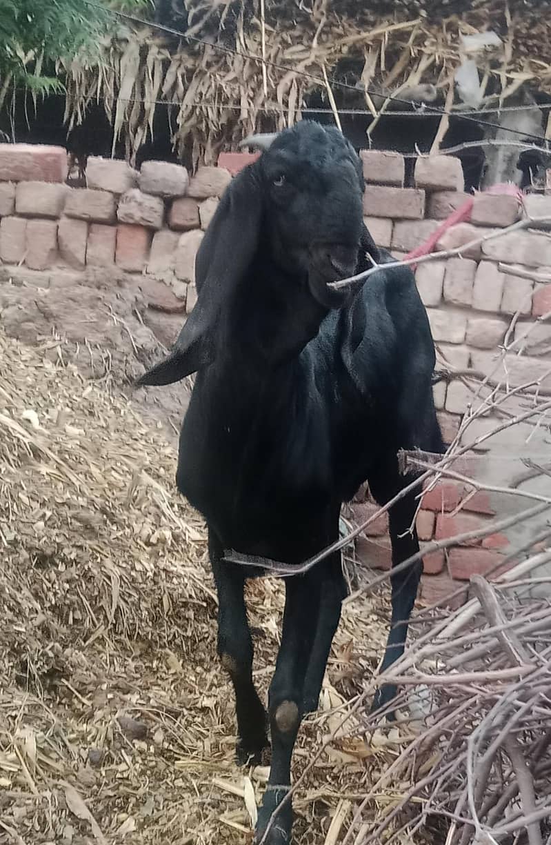 bledar bakra 1
