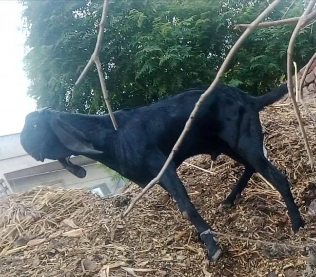 bledar bakra 2