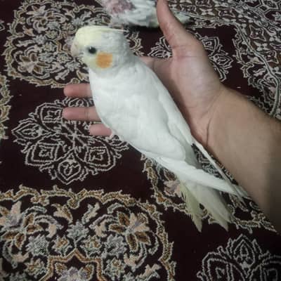 Hand Tame