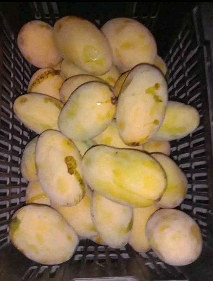 Multani Mango 1