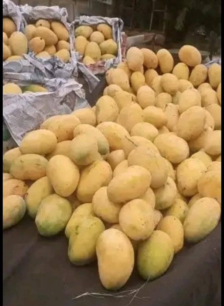 Multani Mango 2