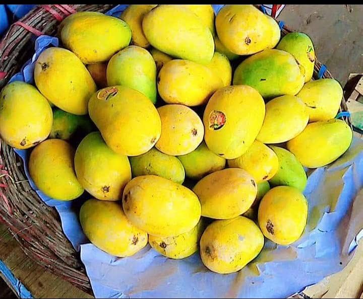 Multani Mango 3