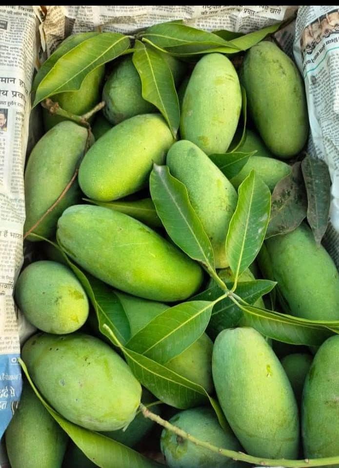 Multani Mango 5