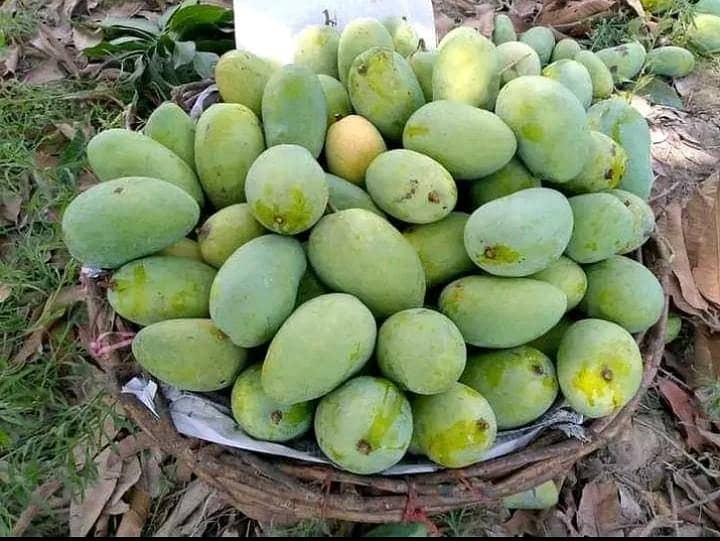 Multani Mango 6