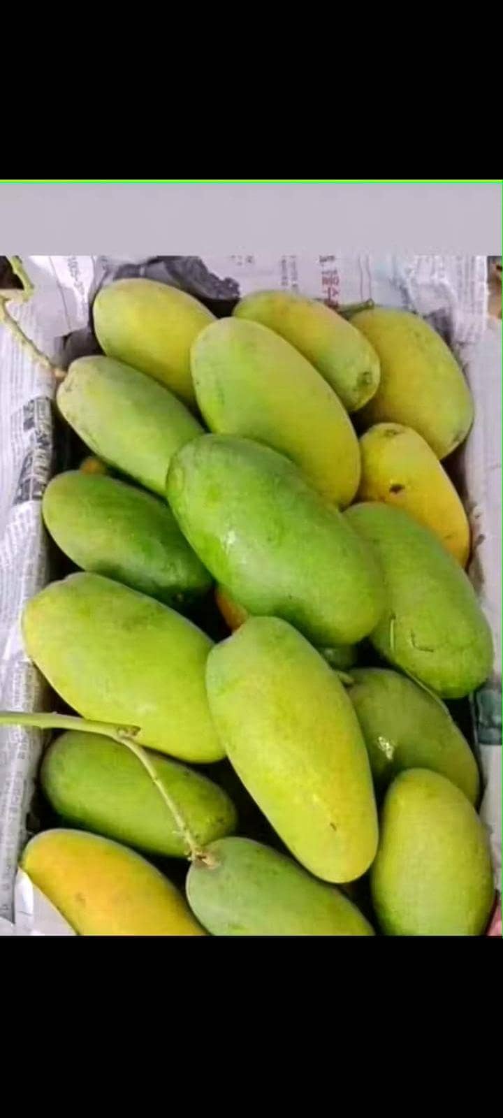 Multani Mango 7