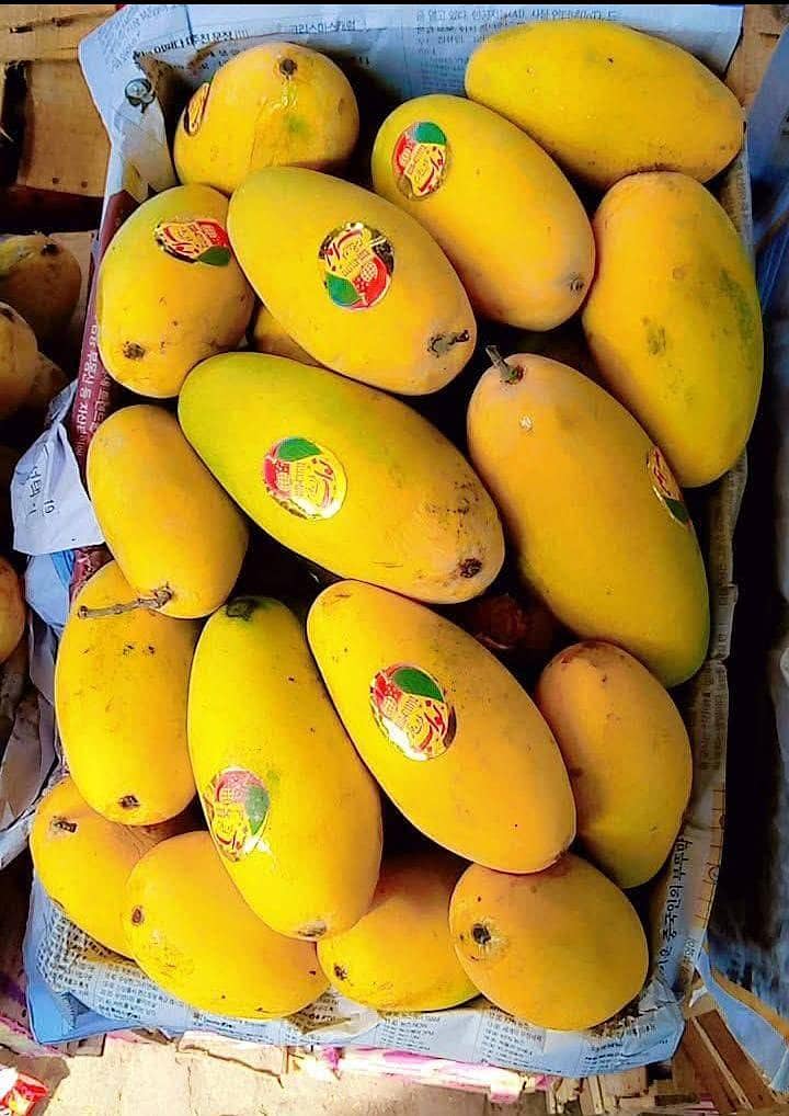 Multani Mango 8