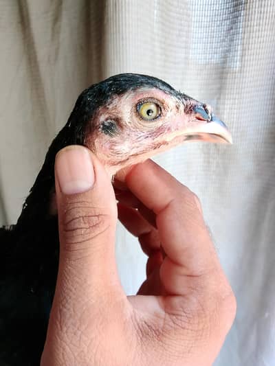 pure aseel black  chicks