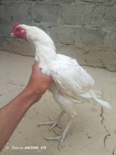 quality Herra patha for sale