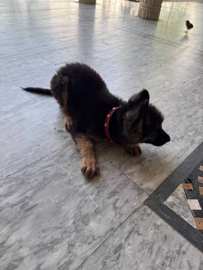  Original German Shepherd for Sale 