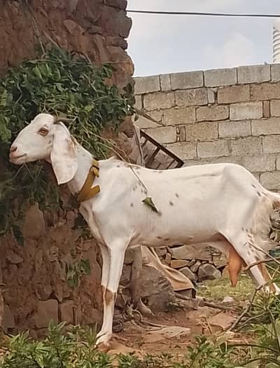 beetal bakri dood wali for sale 0332,8500??739