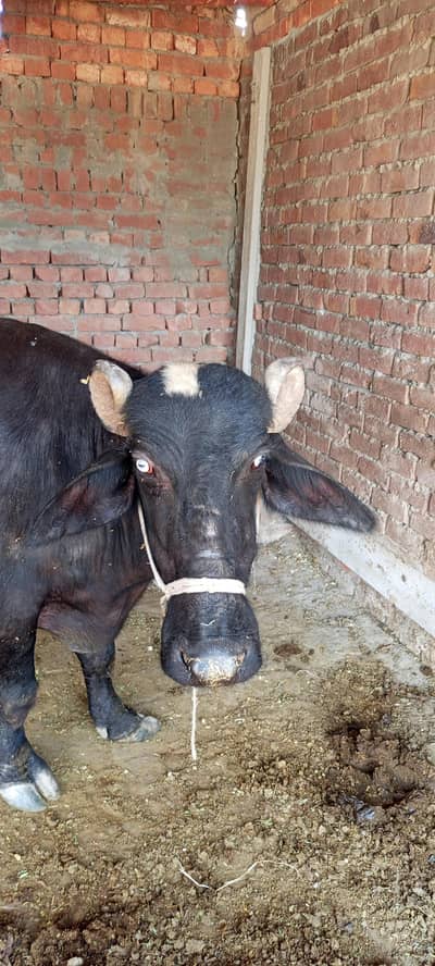 gabban buffalo bhains muj
