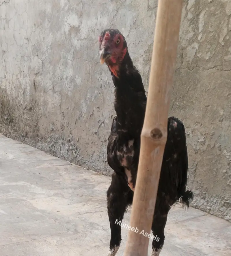 Nawab Waly Kalay Aseel Madi Aseel Murgi Mushka Female 03098573144 — photo 3