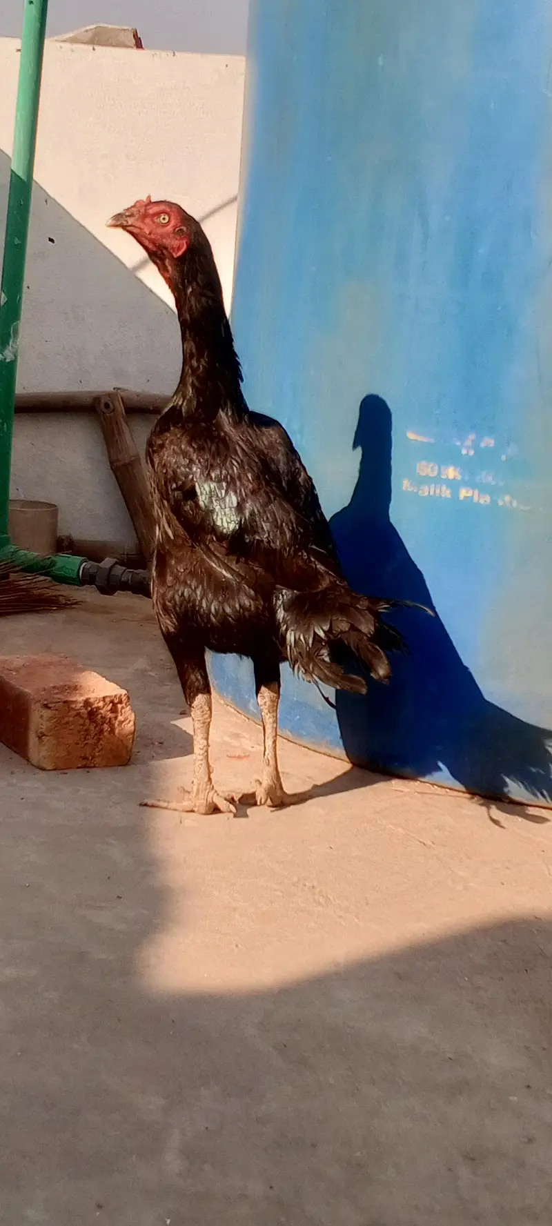 Nawab Waly Kalay Aseel Madi Aseel Murgi Mushka Female 03098573144 — photo 7