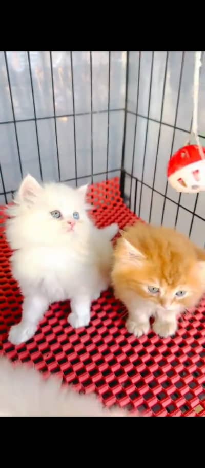 Persian cat for sale male or female my WhatsApp335=8568525