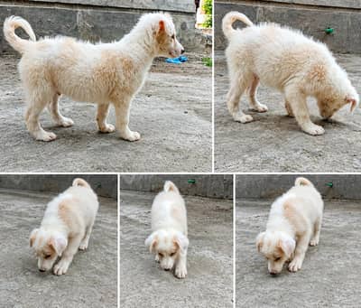 Healthy White Male Puppy for Sale – 2 Months Old