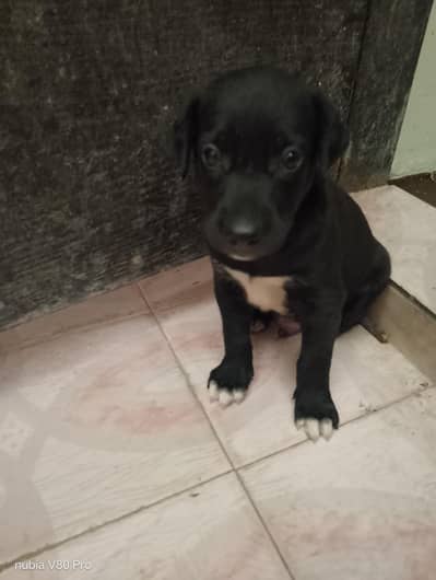 Labrador puppy available 20000 final active and playful dog