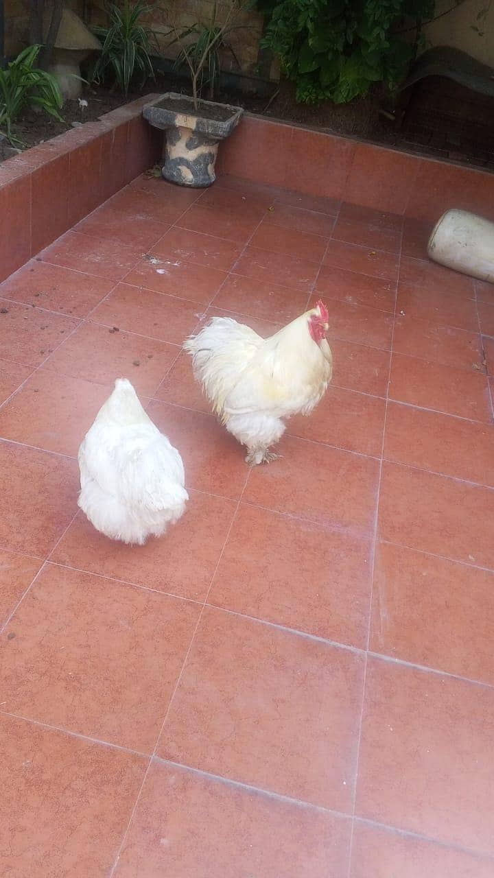 Heavy buff pair 1